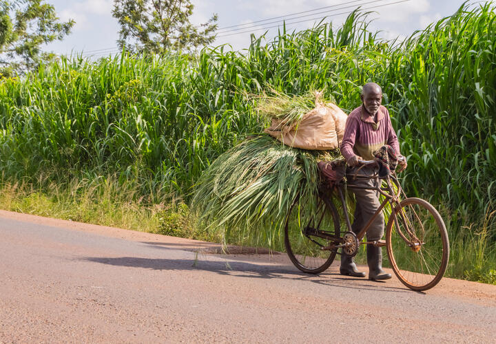 Elderly Kenyan farmer carrying produce