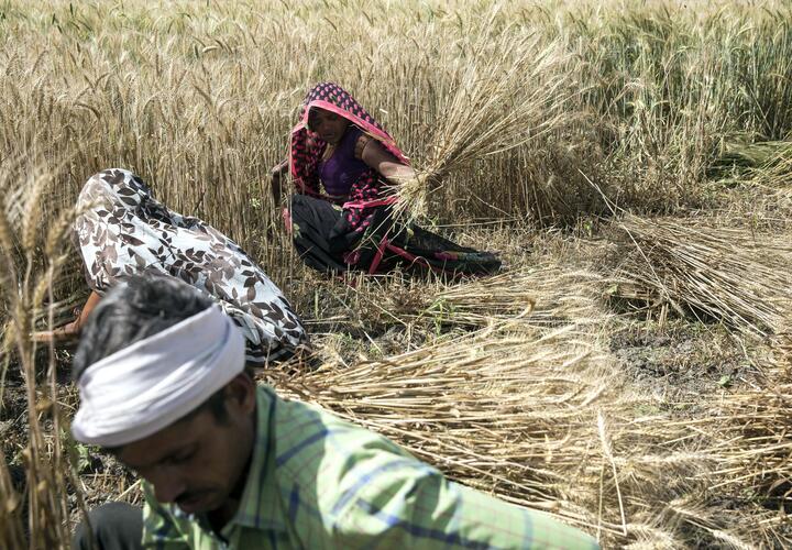 Men and women harvesting wheat by hand in India