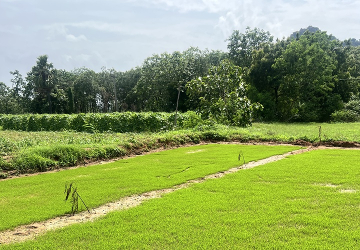 Image showing paddy field in Telangana, India